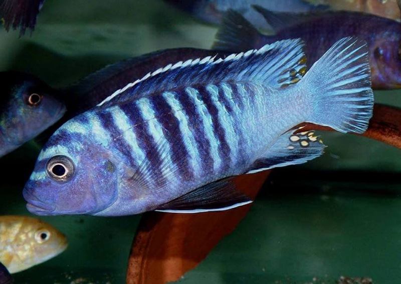 Maylandia phaeos 'Hai Reef'